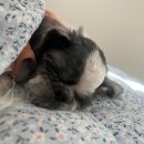 마이댕댕 이미지