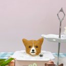 포레그스 이미지