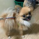 부천핫독 이미지