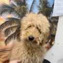 샵봄애견샵 이미지