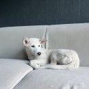 똥강쥐 Daum카페