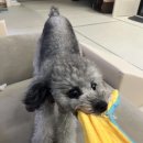 몽실묭실 이미지