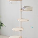 오로라 캣 이미지