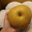 강대농장 | 강대암농원 "배" 응원과 성원에 감사드립니다. 배 구매후기^^