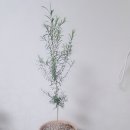 허브나무 이미지