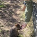 (주)조렌트카 | 페더데일 동물원 찐찐 오픈런 투어 추천 ‘내돈내산’ 후기!! (+스마일 쿼카 등 각종 꿀팁, 9월 옷차림)