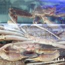 대게나라 이미지