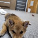 콩밭매는 강아지 이미지