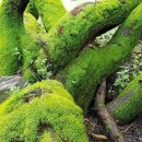 우포늪 생태 사진전 이미지