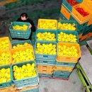 김성태 농장 이미지