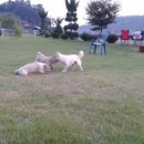 피플앤독 이미지