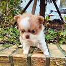 착한애견분양(원주점) 이미지