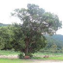 버들목장 이미지