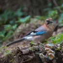 서리풀길 22 이미지