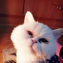 멍집사와개냥이