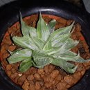 사랑지기 이미지