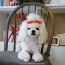 파라다이스펫 살롱 이미지