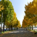 향동마을축제, 은행나무 아래로(예정) | 노란빛 은행나무 아래에서 마주하는 가을 풍경, 아산 &amp; 보령 여행