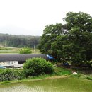 회덕마을 입구 이미지