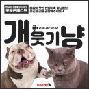 개웃기냥