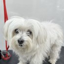 그루머솔 이미지