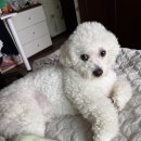 또봉이통닭코스트코점 네이버블로그