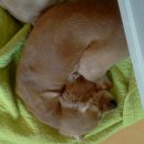 아지와 옹이 이미지