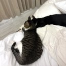 리브레브 이미지