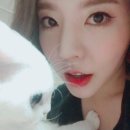 써니도그 이미지