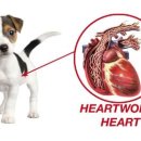 하남숲동물병원 이미지