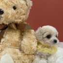 엔젤인독스 이미지