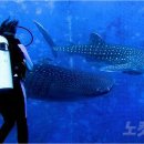 마린앤키즈스포츠 이미지