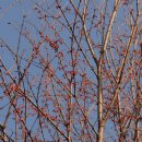 계수나무 이미지