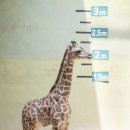 에버마루 이미지