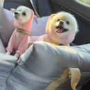 이편한도그 이미지