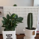 마띠나 이미지