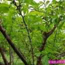 자두나무농장 이미지