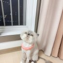 카밍캣 이미지