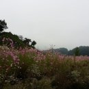 팀코스모스