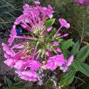 광일농장 이미지