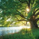 고요한아침 강가 이미지