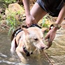 탐스럽개 이미지