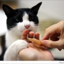 간식줄까? 이미지