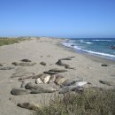 Big Sur 이미지