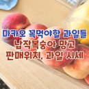 마카오 꼭먹어야할 납작복숭아 망고 파는곳, 가격 ♥ 다른 과일 시세