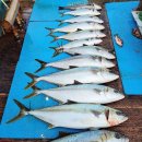 오늘의거제 이미지