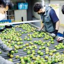 대저토마토산지유통센터 이미지