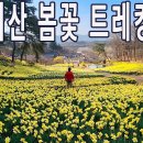 서산 봄꽃 트레킹/수선화/왕벚꽃/청벚꽃 이미지