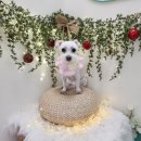 쉬리펫살롱 이미지