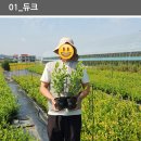 [코코농자재] 블루베리 우량묘목 공급안내 (듀크/ 챈들러/ 메도우락/ 인디고크리습/ 뉴하노버/ 에메랄드) 이미지